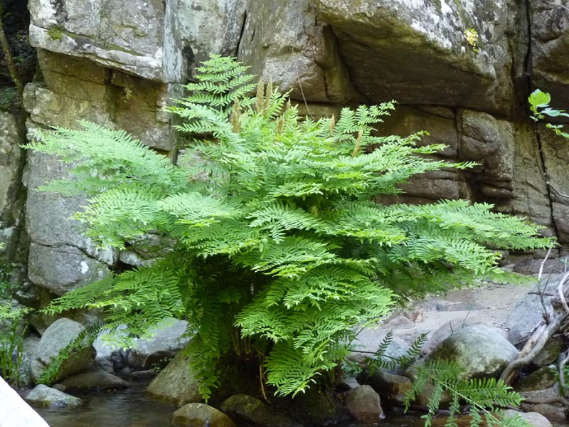 Osmunda regalis photo